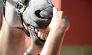 A boca do cavalo